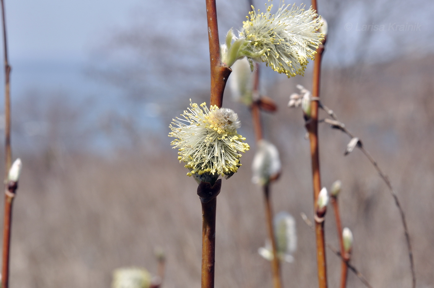 Image of genus Salix specimen.