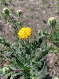 Смотреть изображение Sonchus arvensis