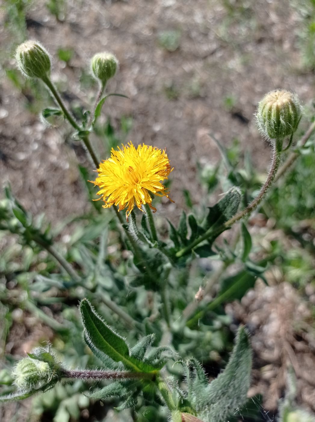 Изображение особи семейство Asteraceae.
