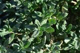genus Polygonum