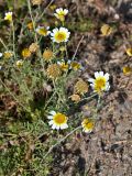 Glebionis coronaria. Верхушка цветущего растения. Португалия, г. Лиссабон, сухой склон, у дороги. 15.06.2026.