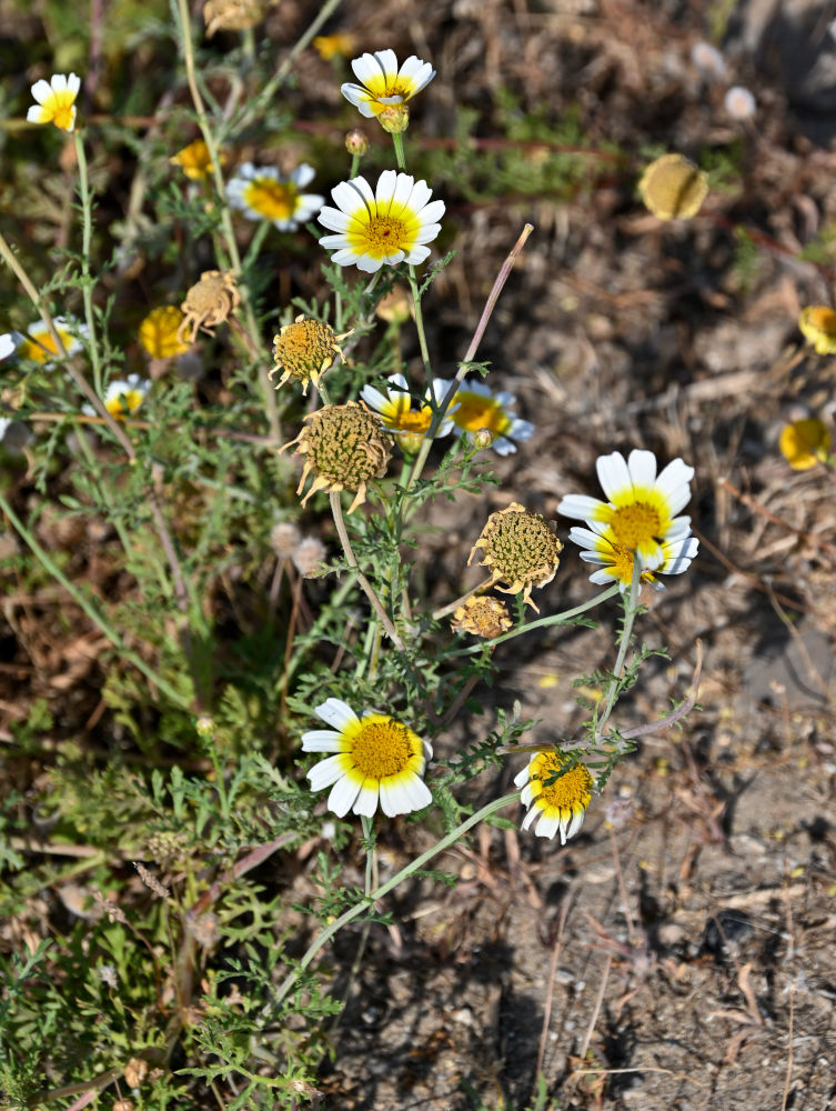 Image of Glebionis coronaria specimen.