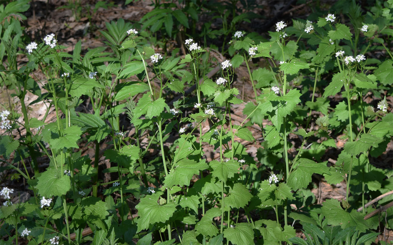 Image of Alliaria petiolata specimen.