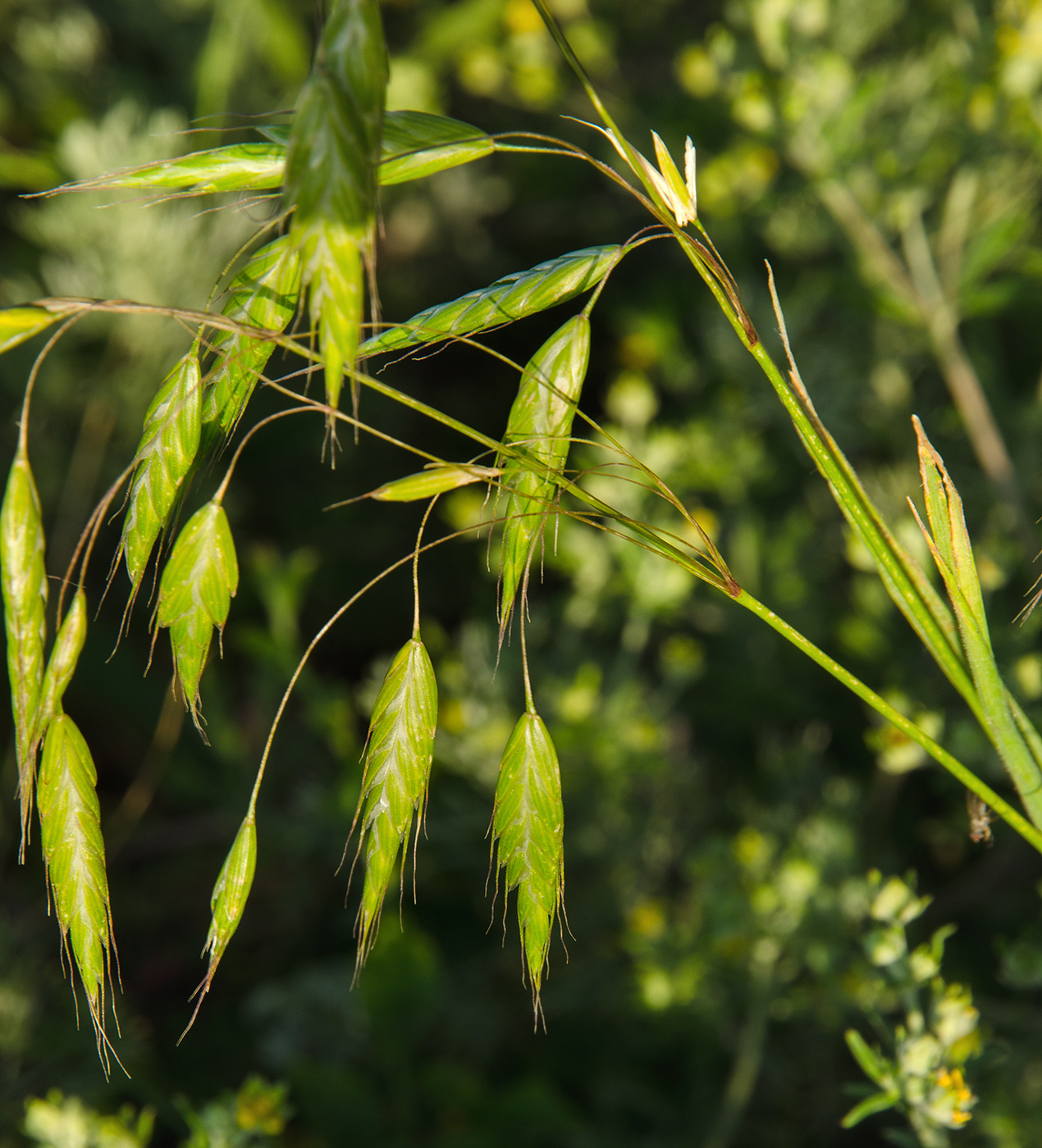Изображение особи Bromus squarrosus.