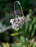 Antennaria dioica. Верхушка побега с раскрывшимися соплодиями. Московская обл., Дмитровский гор. округ, дол. р. Якоть, опушка сосняка. 23.08.2026.