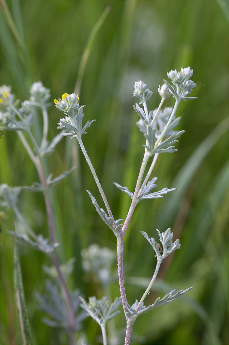 Image of Potentilla argentea specimen.