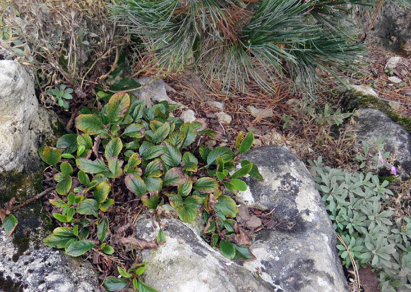 Изображение особи Rhamnus pumila.