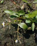 Sagittaria natans. Цветущее и плодоносящее растения. Хабаровский край, г. Комсомольск-на-Амуре, берег образовавшегося при строительстве дороги техногенного водоёма. 09.07.2026.