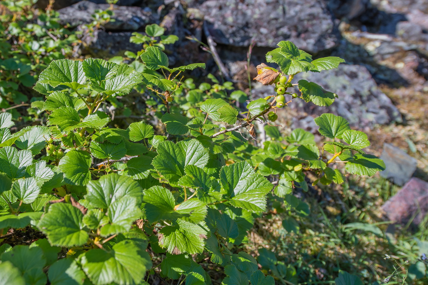 Изображение особи Ribes procumbens.