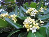 Pittosporum tobira