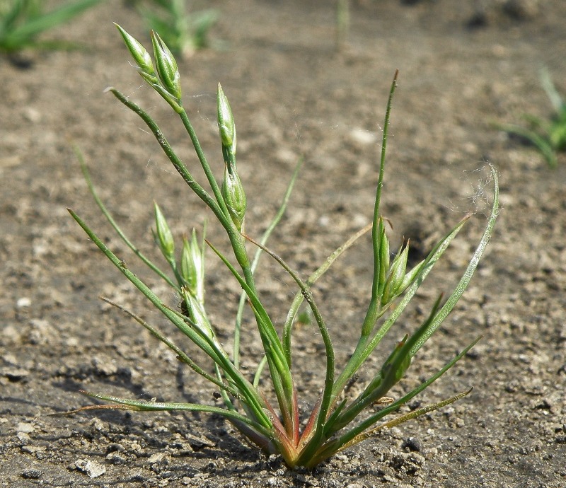 Image of Juncus ambiguus specimen.