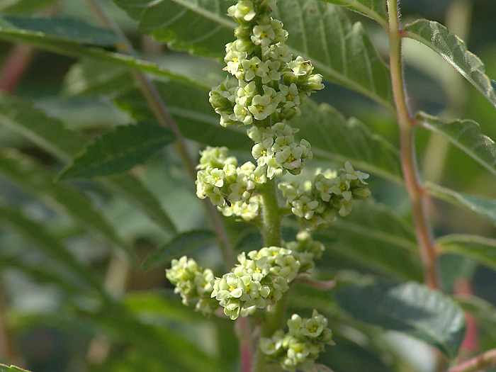 Image of Rhus coriaria specimen.