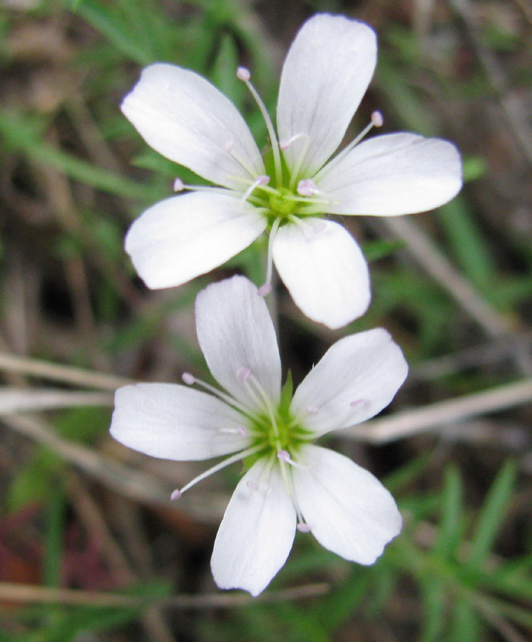 Изображение особи Gypsophila sericea.