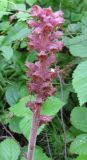 Orobanche bartlingii