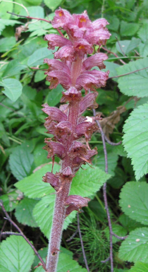 Image of Orobanche bartlingii specimen.