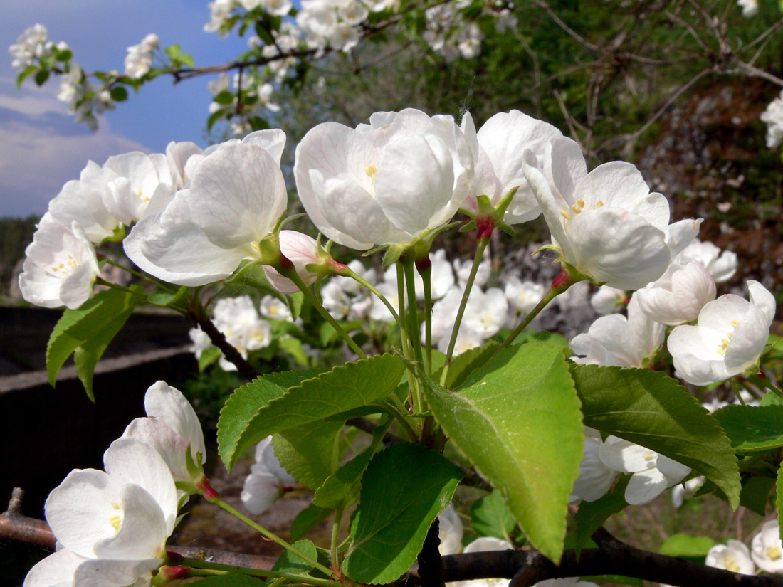 Image of Malus domestica ssp. cerasifera specimen.