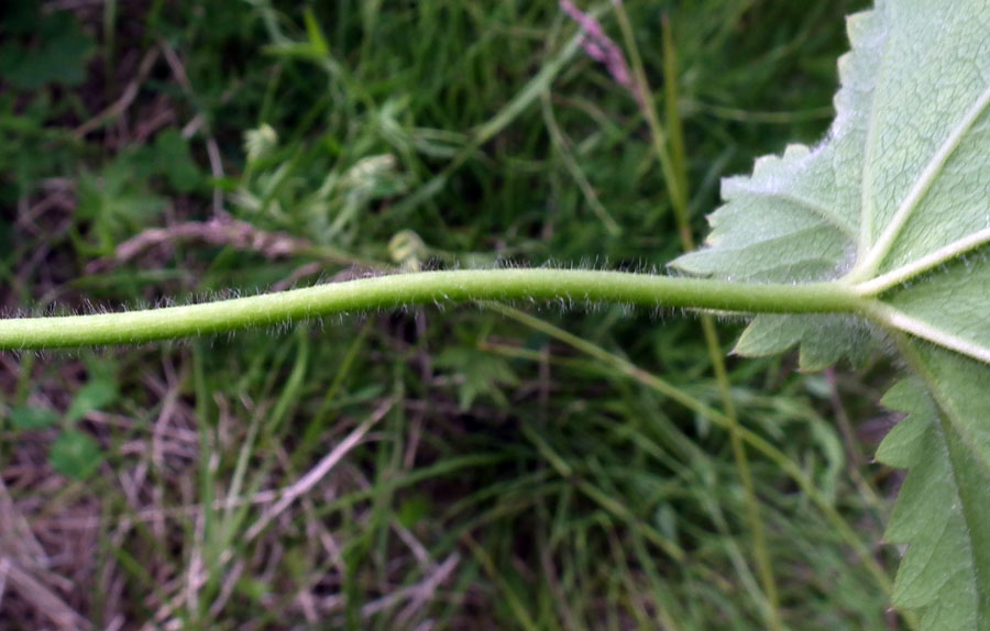 Image of genus Alchemilla specimen.