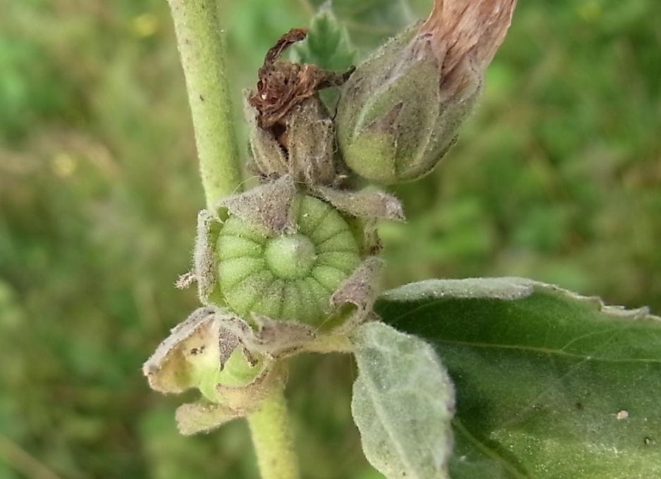 Image of Althaea officinalis specimen.