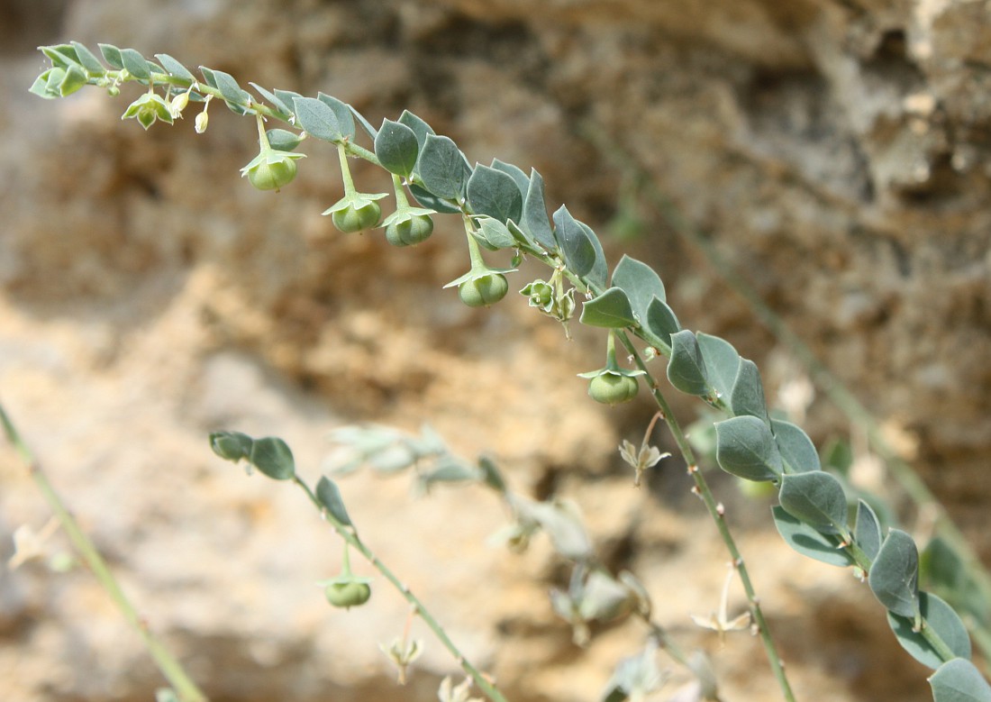 Image of Andrachne telephioides specimen.