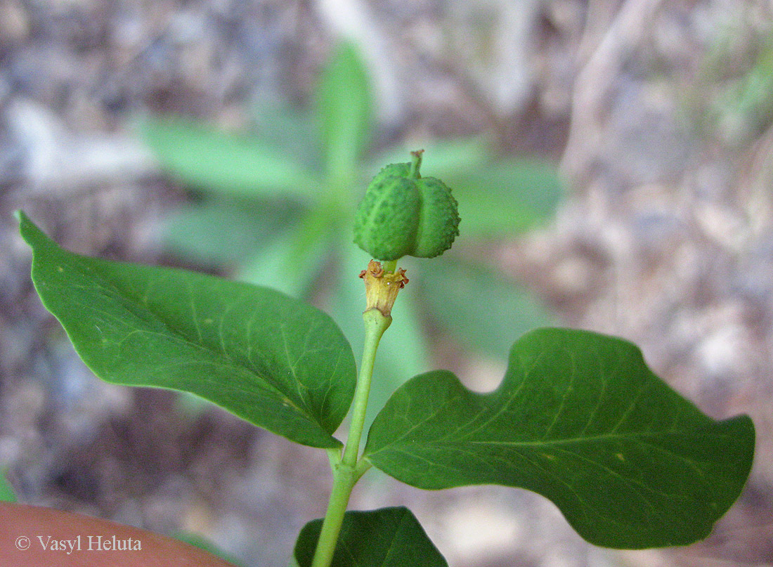 Image of Euphorbia carniolica specimen.