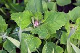 Chenopodium album