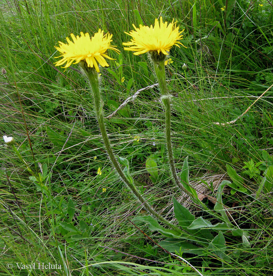 Image of Trommsdorffia uniflora specimen.