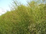 Alhagi persarum