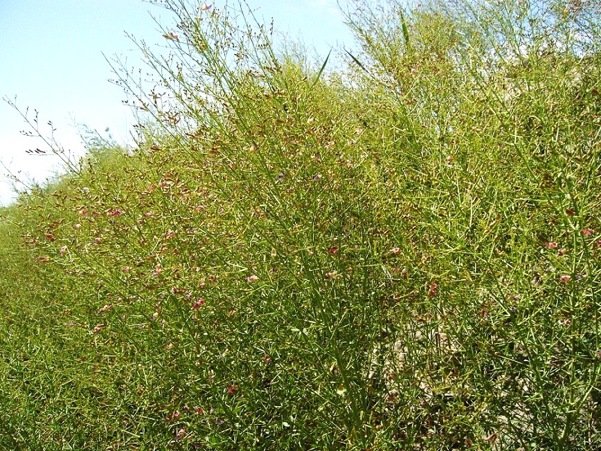 Image of Alhagi persarum specimen.