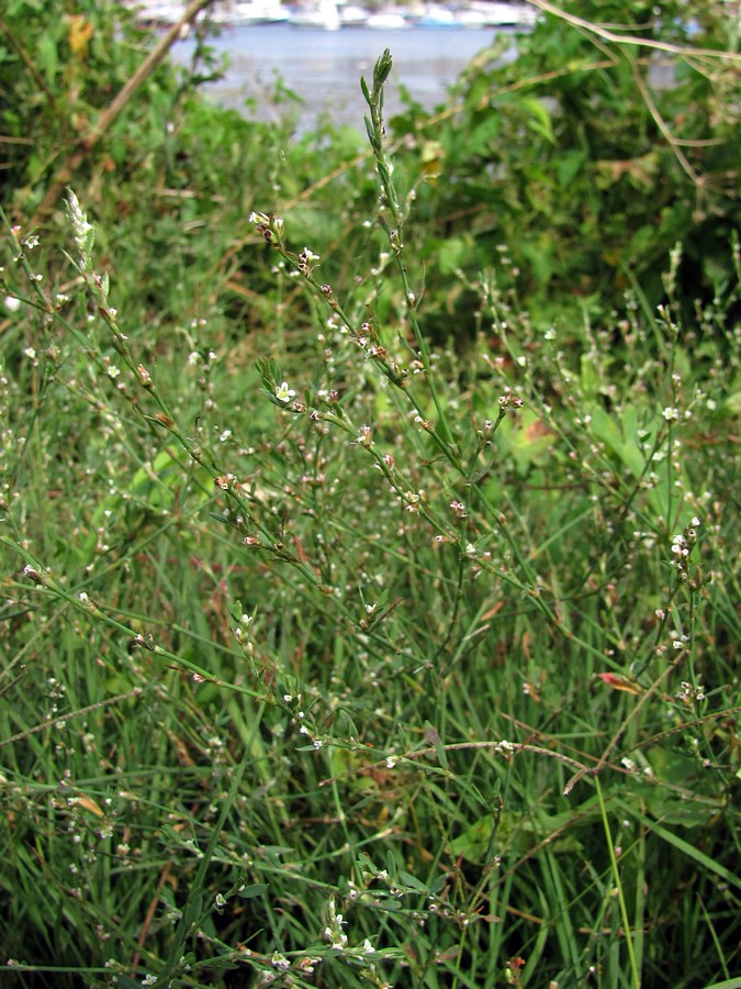 Image of Polygonum aviculare specimen.