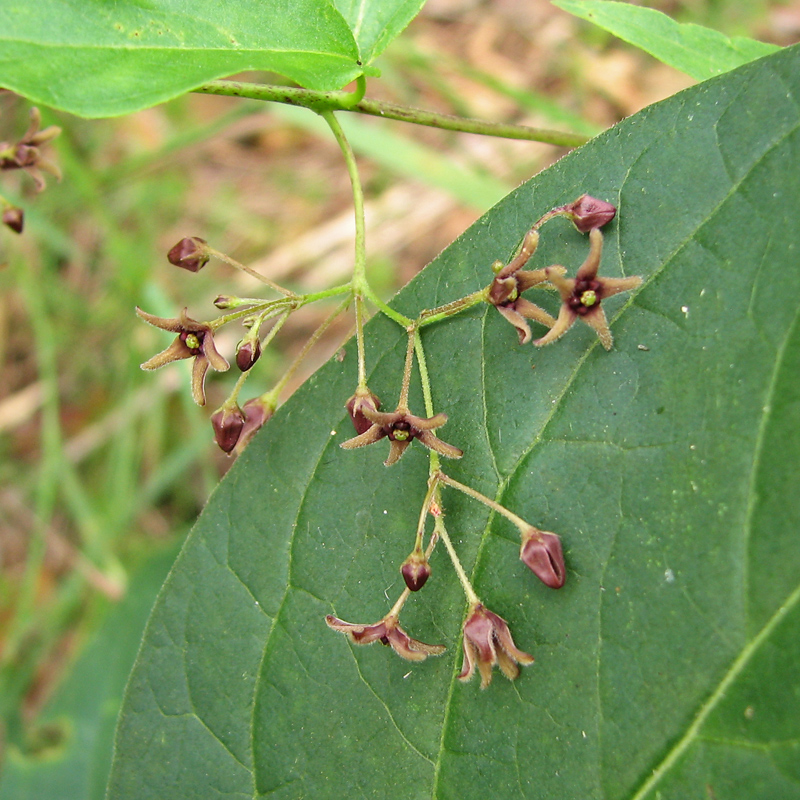 Image of Vincetoxicum scandens specimen.