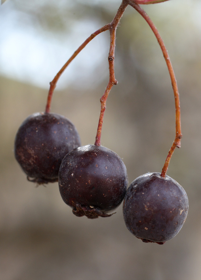 Изображение особи Crataegus songarica.