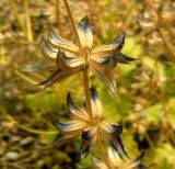Salvia turcomanica. Часть соцветия. Копетдаг, Чули. Июнь 2011 г.