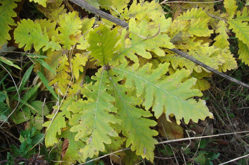 Image of Quercus macranthera specimen.