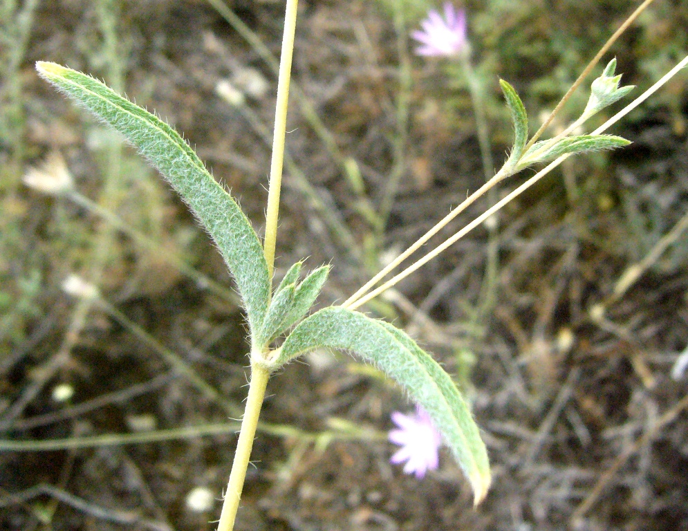 Image of Xeranthemum squarrosum specimen.