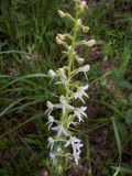 Platanthera bifolia. Часть соцветия. Курская обл., Железногорский р-н, окр. детского лагеря им. Вали Дикановой. 15 июня 2008 г.