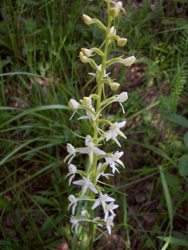 Image of Platanthera bifolia specimen.