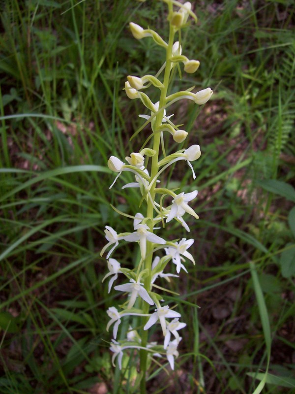 Изображение особи Platanthera bifolia.