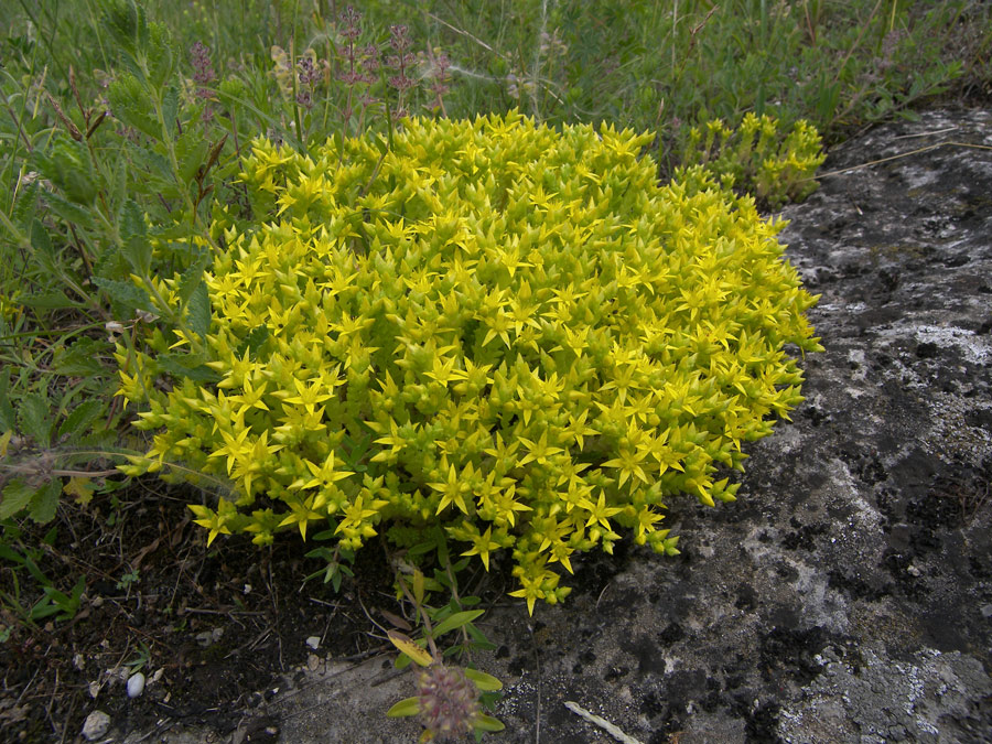 Image of Sedum acre specimen.
