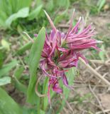 Erythronium sibiricum