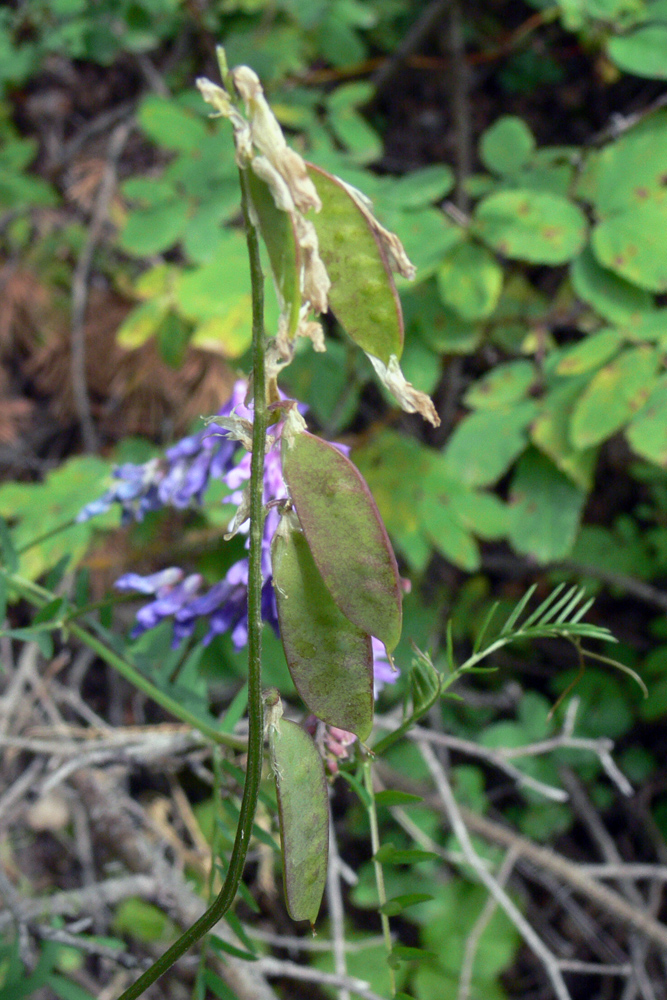 Изображение особи Vicia cracca.