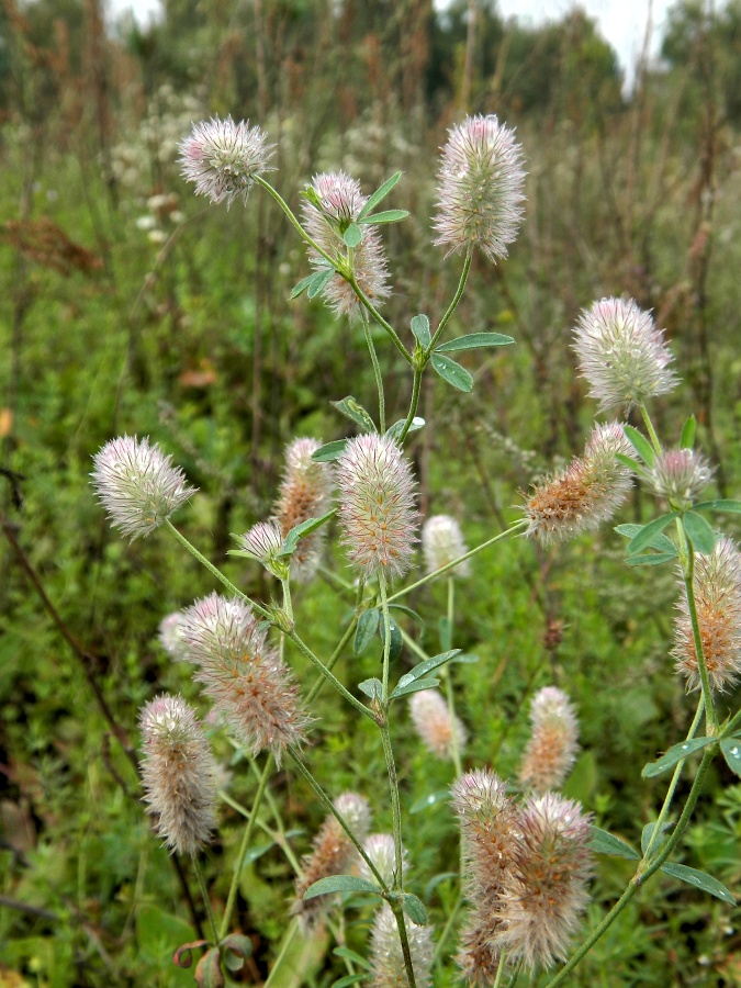 Изображение особи Trifolium arvense.