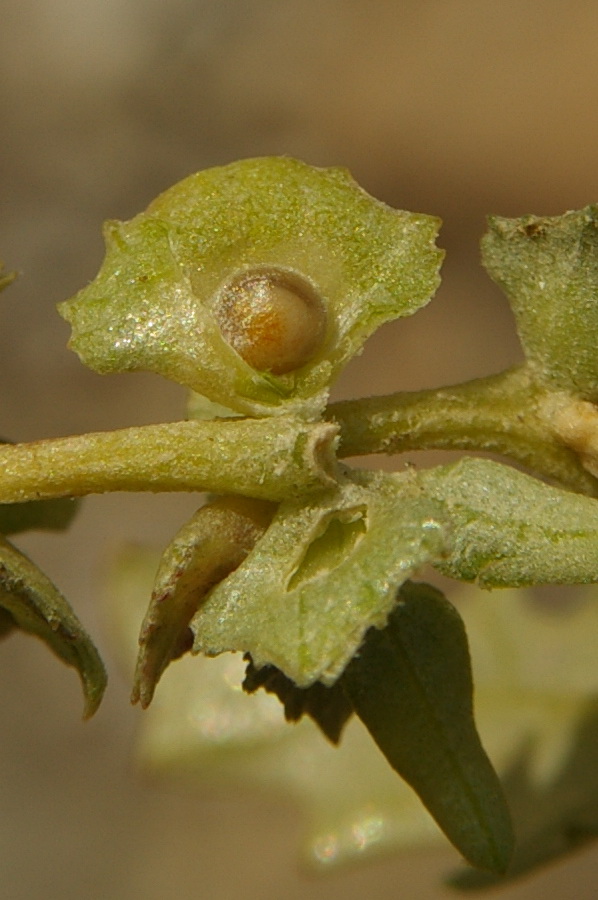 Image of Atriplex tatarica specimen.