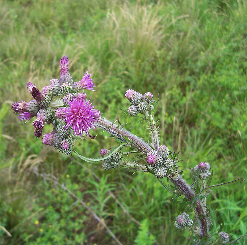 Изображение особи Cirsium palustre.