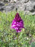 Anacamptis pyramidalis