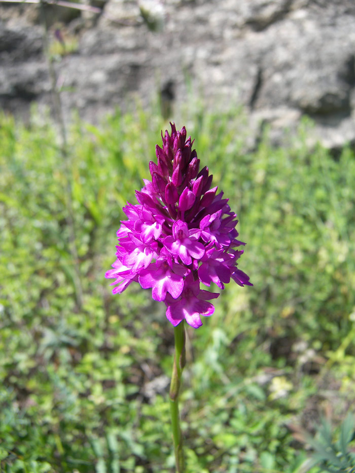 Изображение особи Anacamptis pyramidalis.