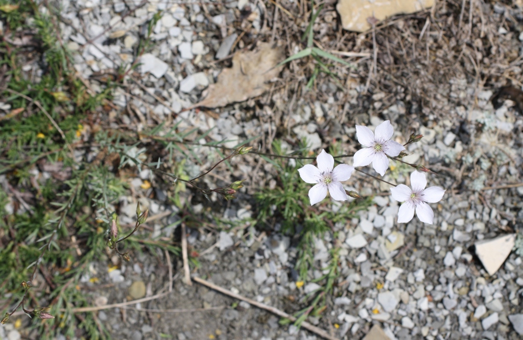 Image of Linum tenuifolium specimen.