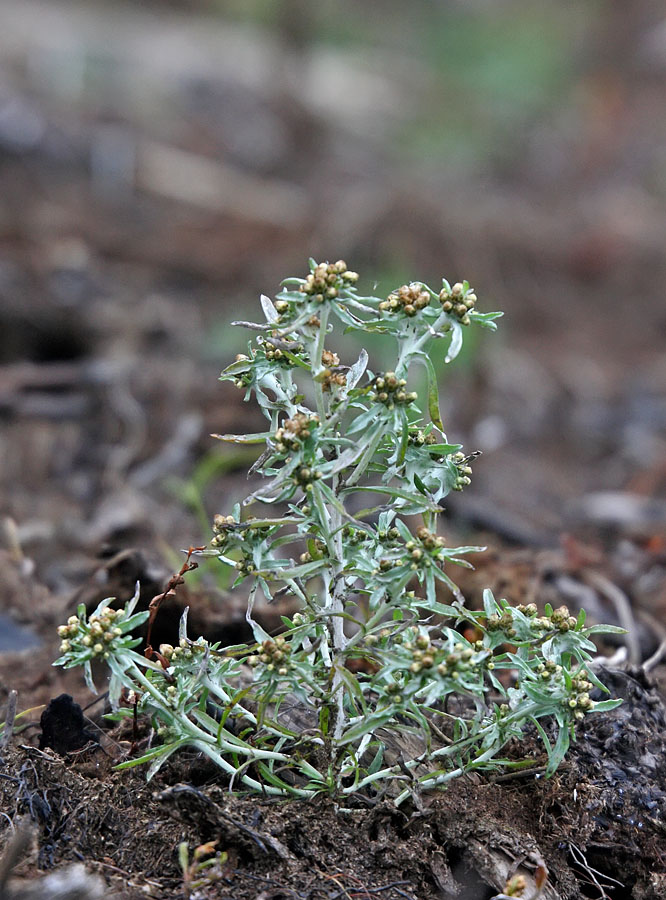 Изображение особи Gnaphalium uliginosum.