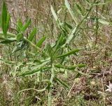 Centaurea cephalariifolia