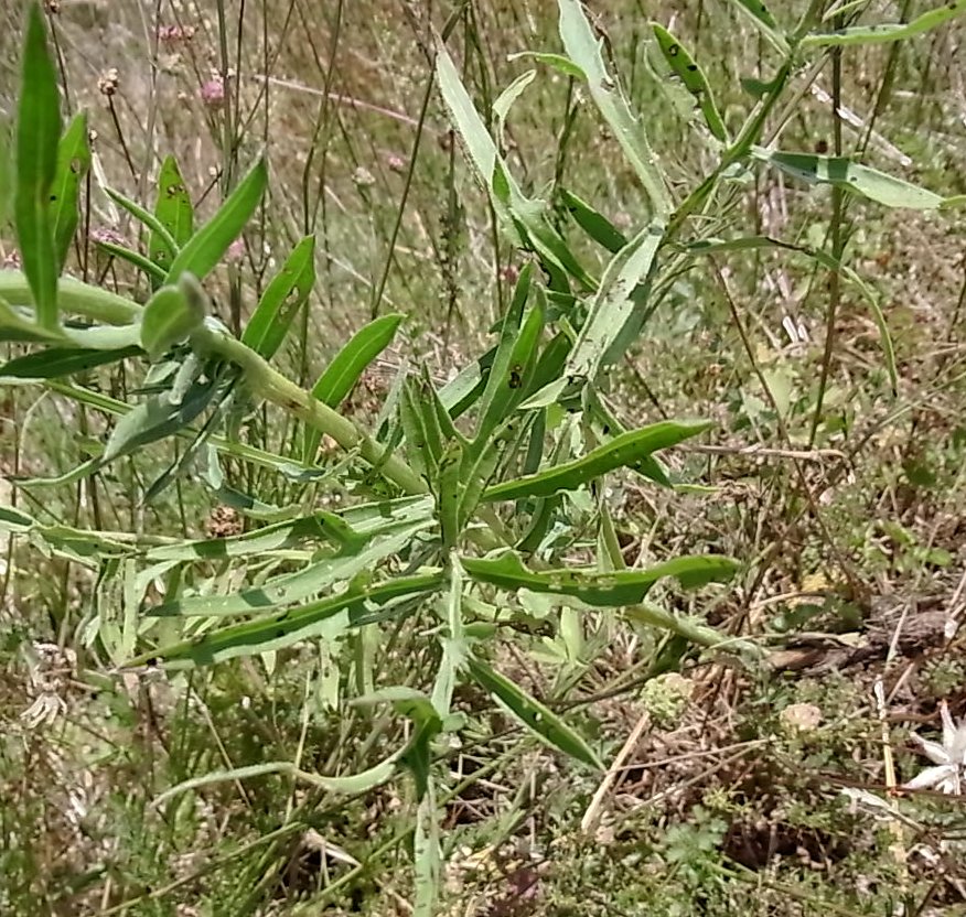 Изображение особи Centaurea cephalariifolia.