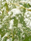 genus Phyllostachys